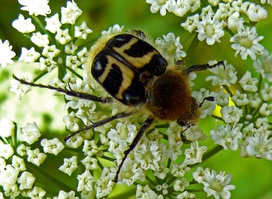 жук Trichius fasciatus