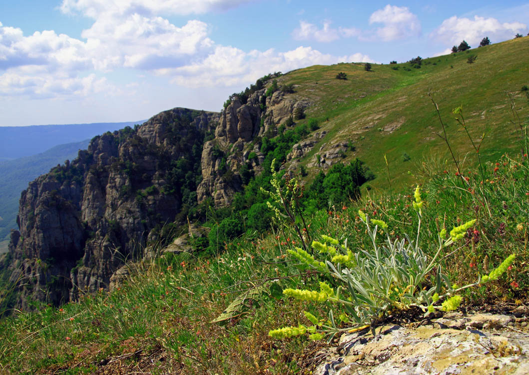 Железница крымская*