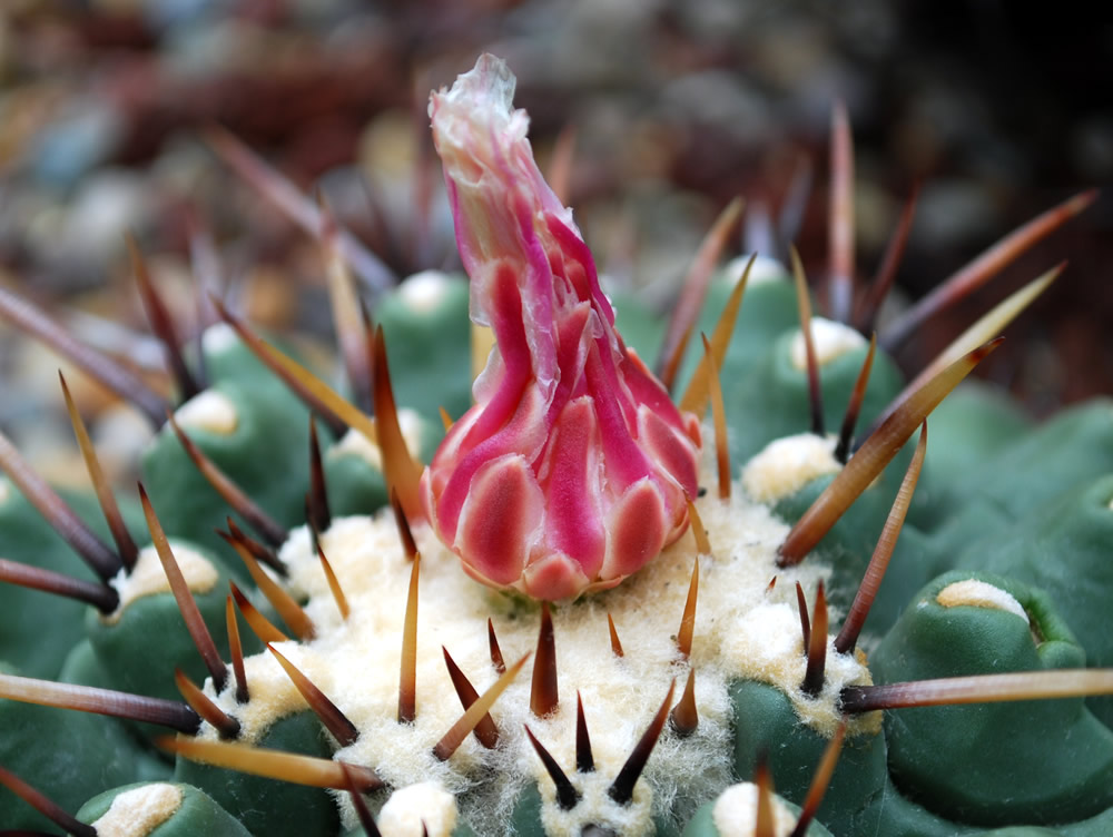 Cactus in Bloom