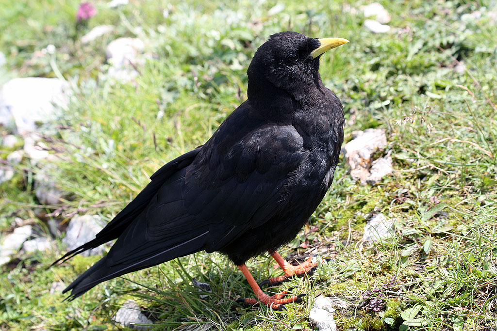 Альпийская галка(Pyrrhocorax graculus)