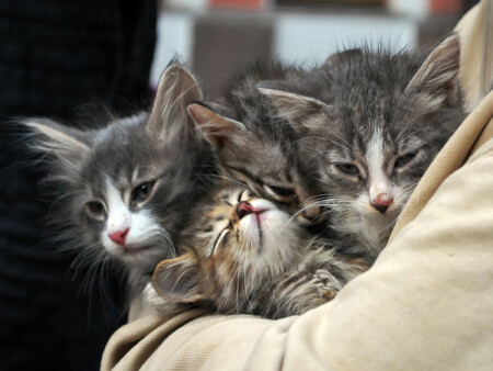 Дети Арбата