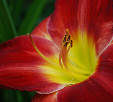 Irresistible Grace