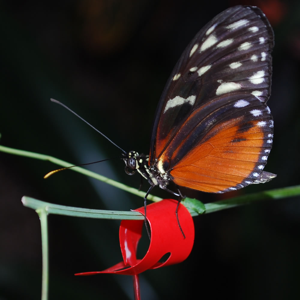 The Red Ribbon