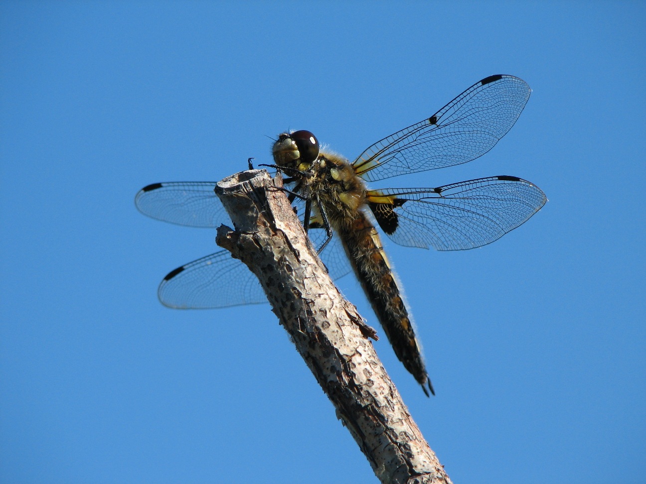 Dragonfly