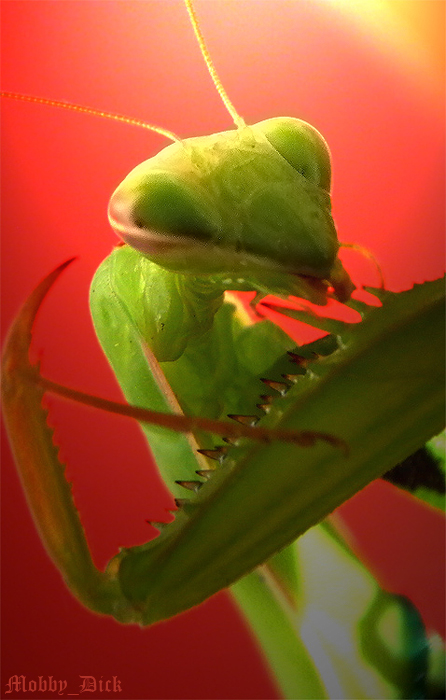 Mantis religioza