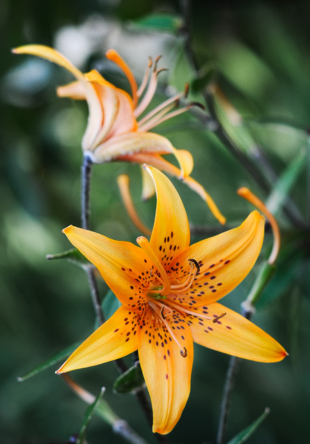 Лилия тигровая (Lilium tigrinum)