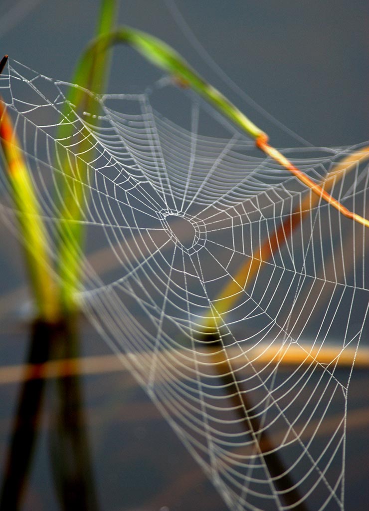 The Web