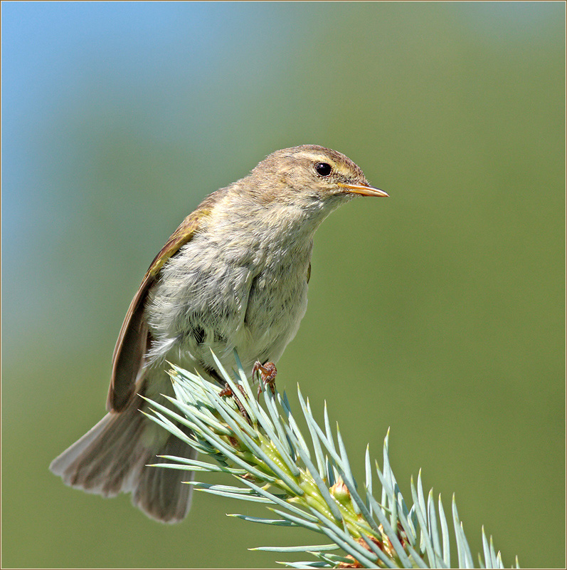 Пеночка-теньковка (Phylloscopus collybita)