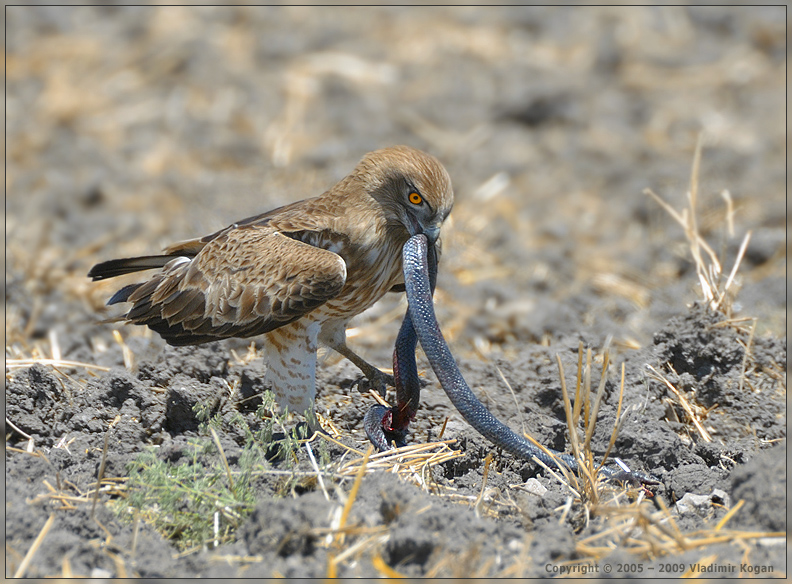 Capture by Short-toed Eagle