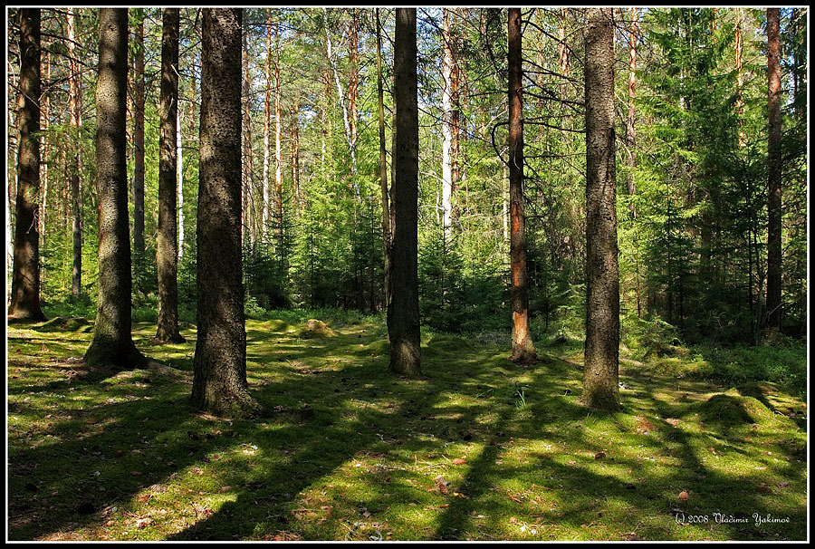 Полдень в лесу