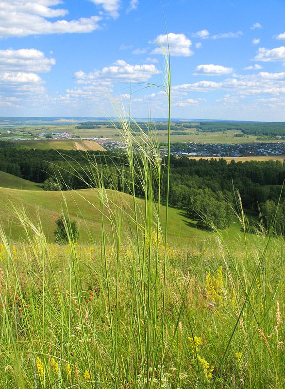 ковыль