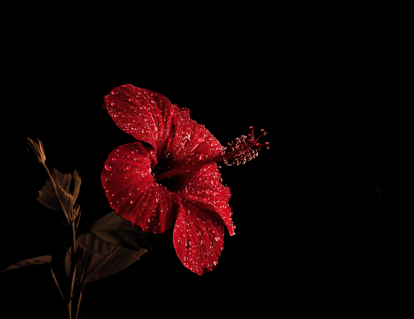 Hibiskus