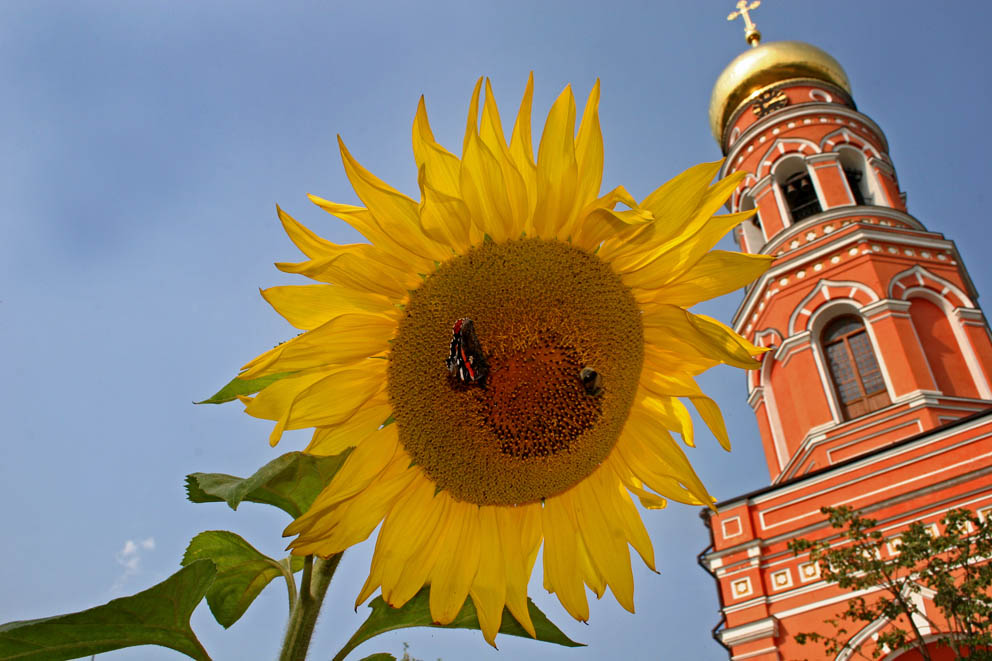 Флора, фауна, архитектура...