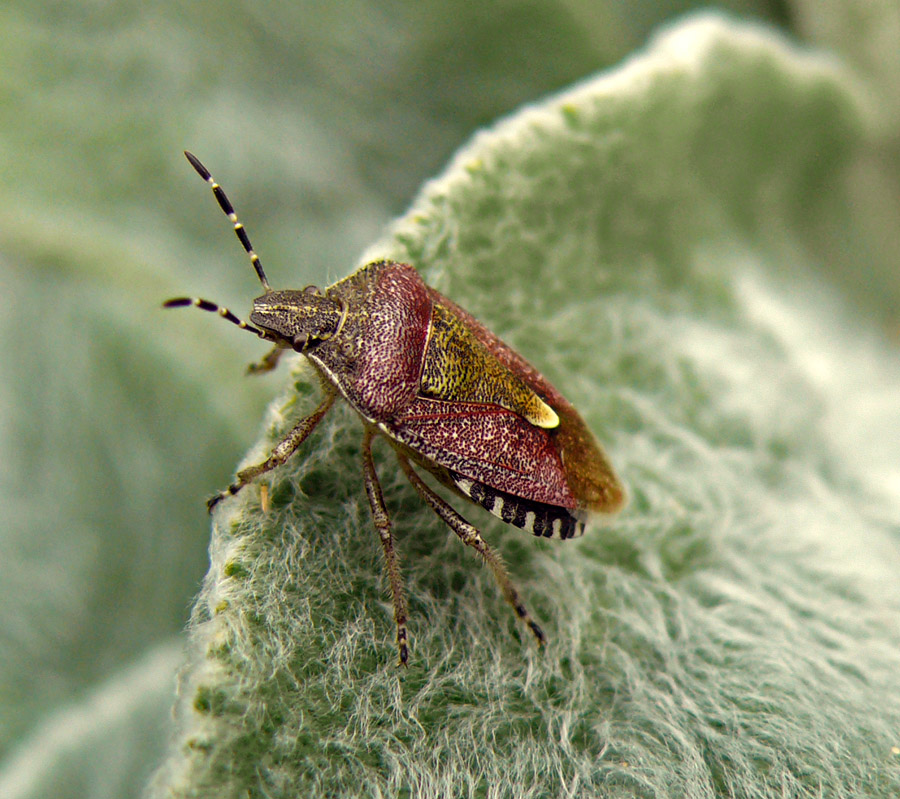 клоп Dolycoris baccarum