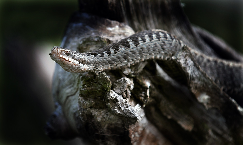 Vipera berus