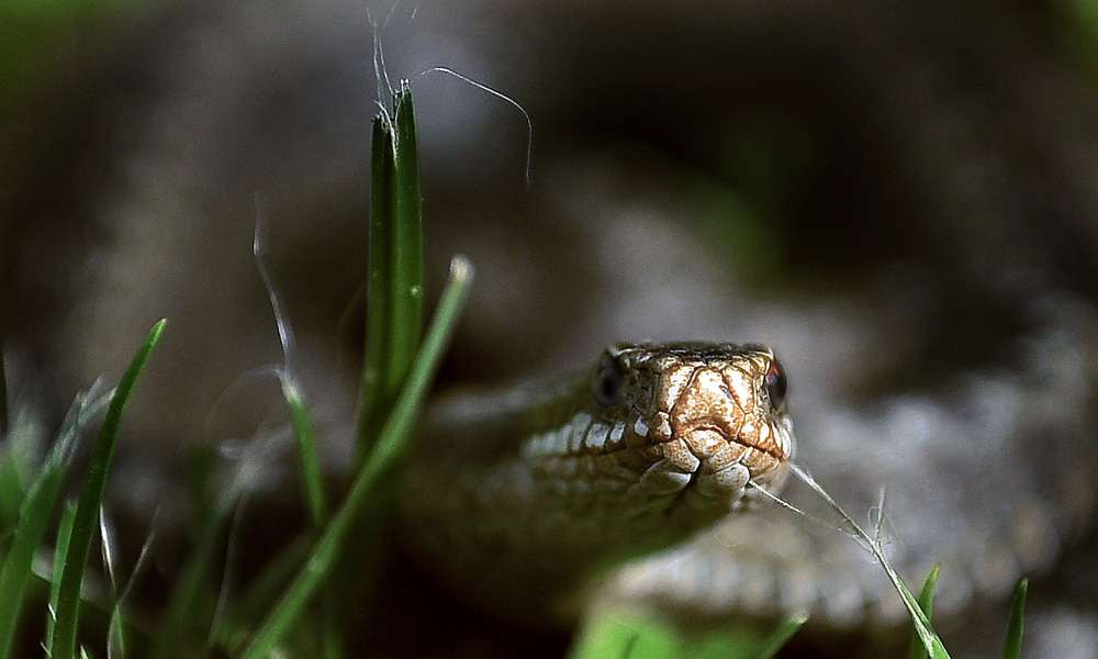 Vipera berus