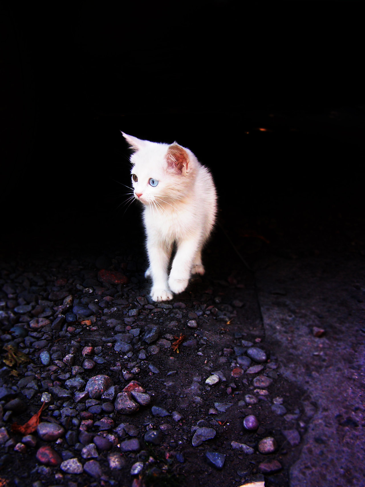 Little white lion