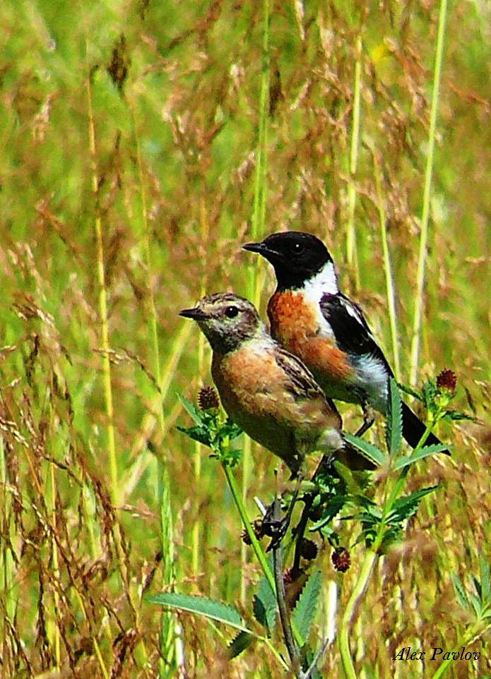 Черноголовый чекан (Saxicola torquata)