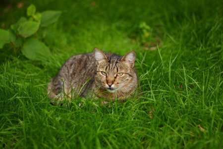 Кошак отдыхает