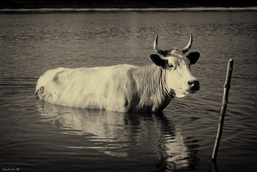 Глубоко..глубоко..на воде пасется кто...???