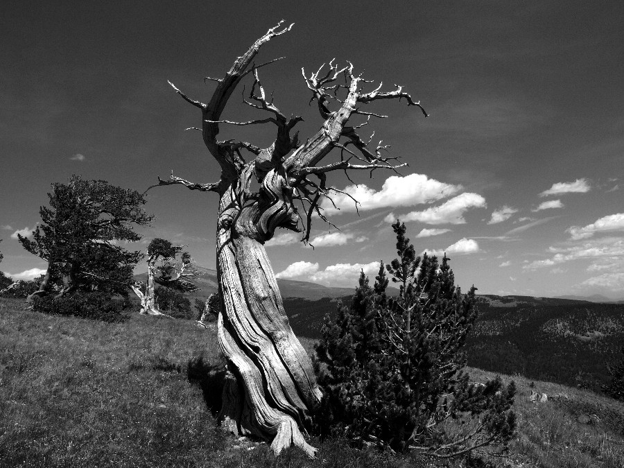 Ancient Trees...