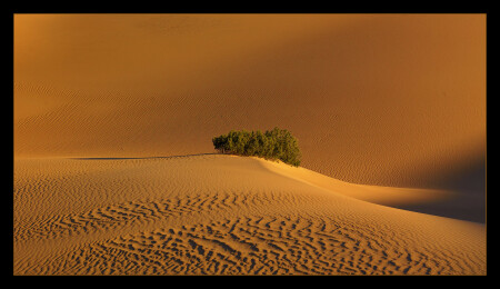 Oasis