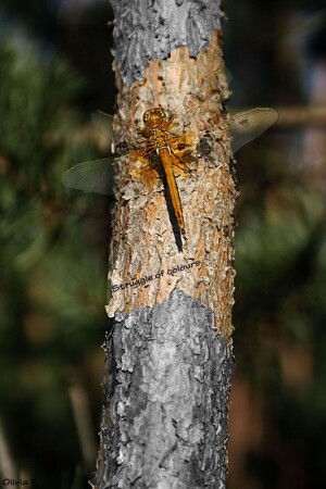 Борьба цветов