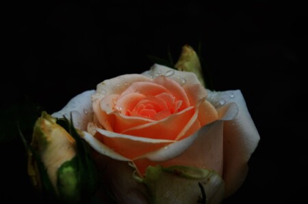 **роза в ночи***