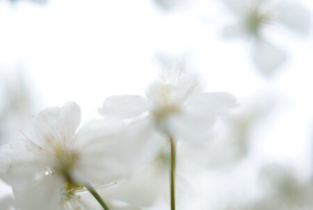 Весенний сон