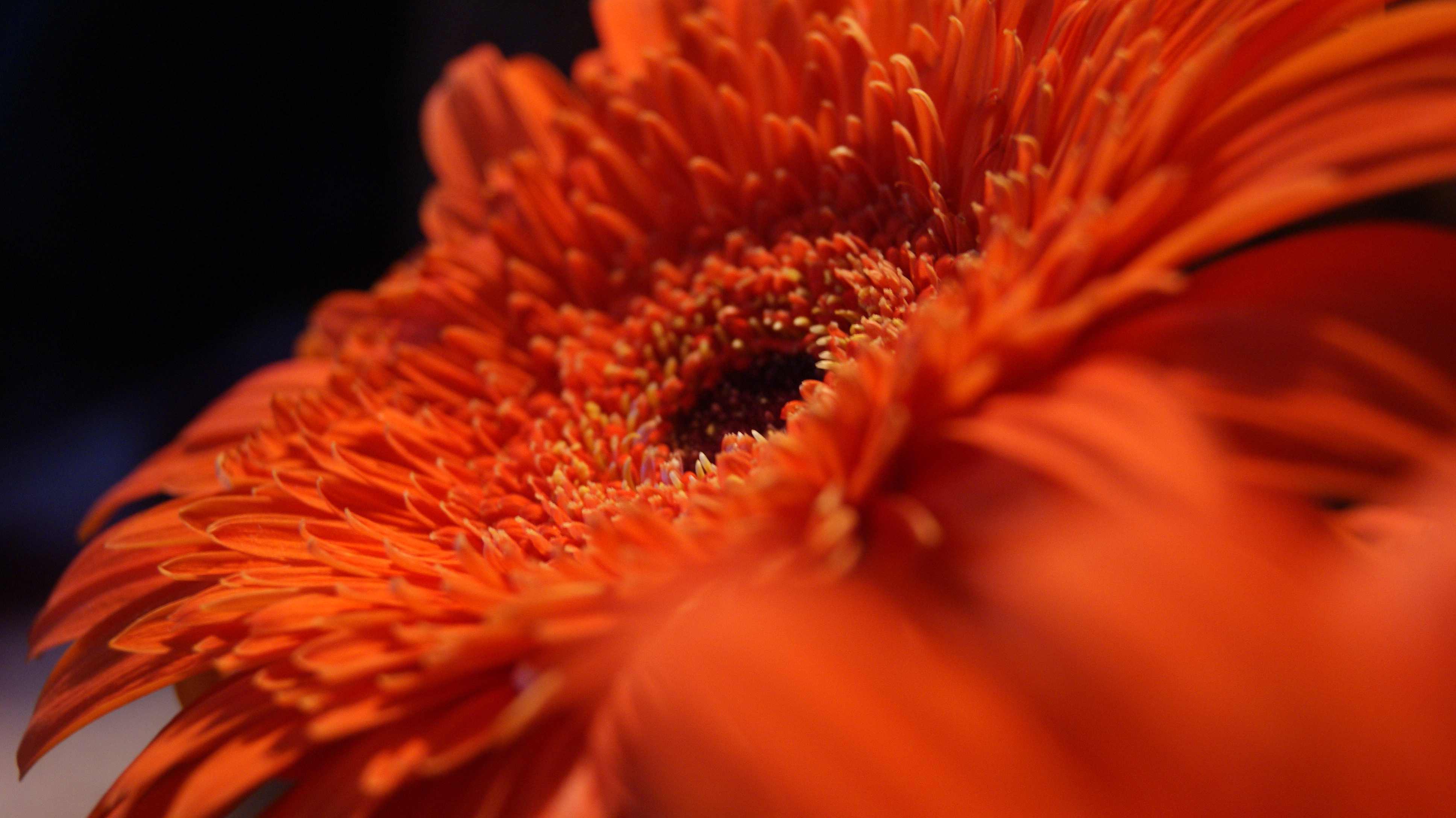 Gerbera#1