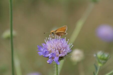 а я вас вижу
