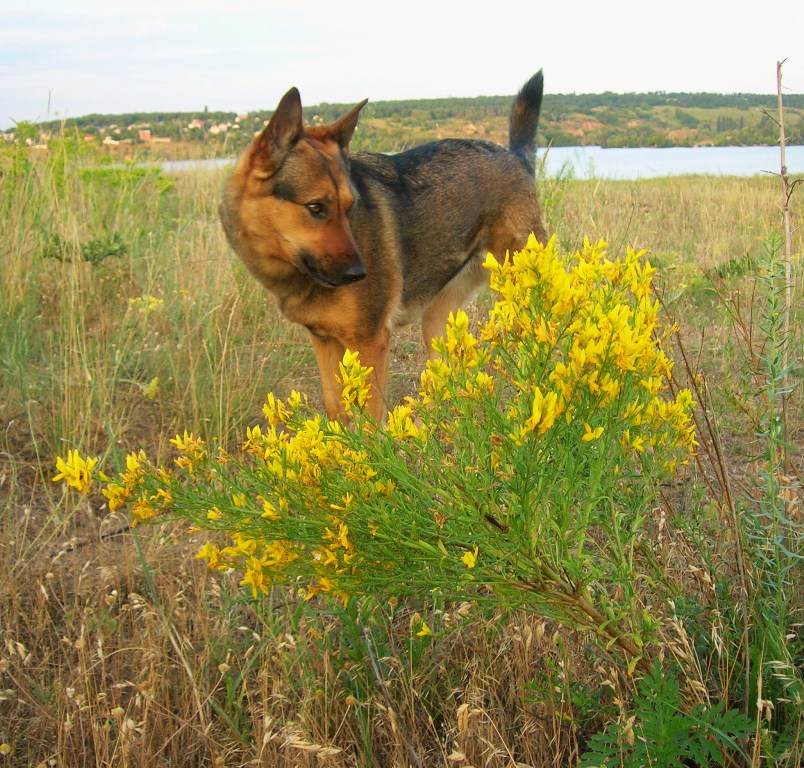 Цветы для дамы