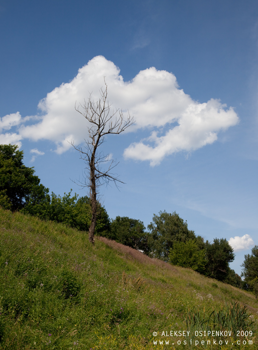 Lonely Tree