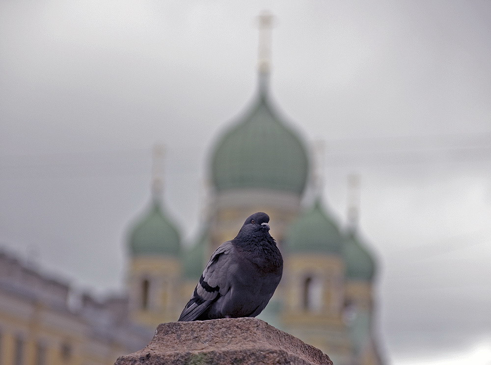 голубь