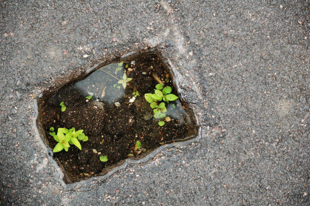 Цветут цветы