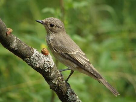 серая мухоловка 2