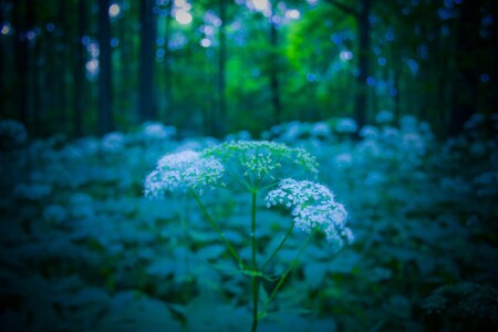 один среди своих