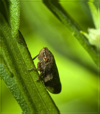 Крохатулька