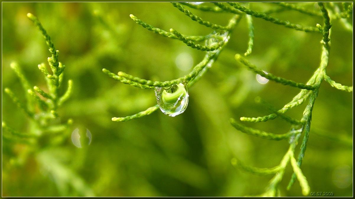 капельки воды и солнце