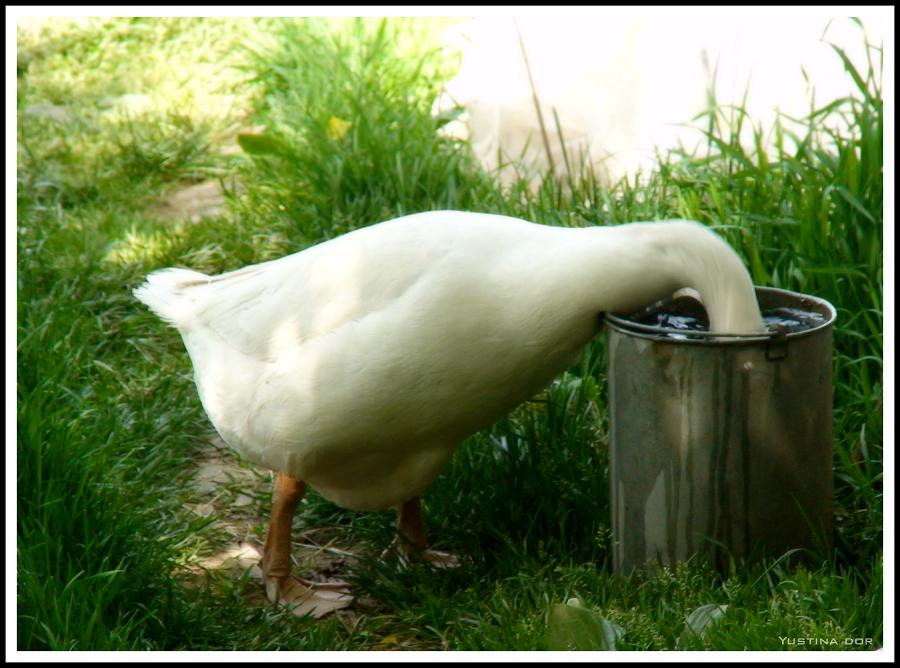 водопьющий