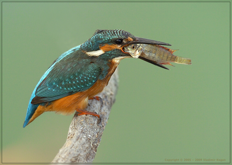 Capture by Common Kingfisher 