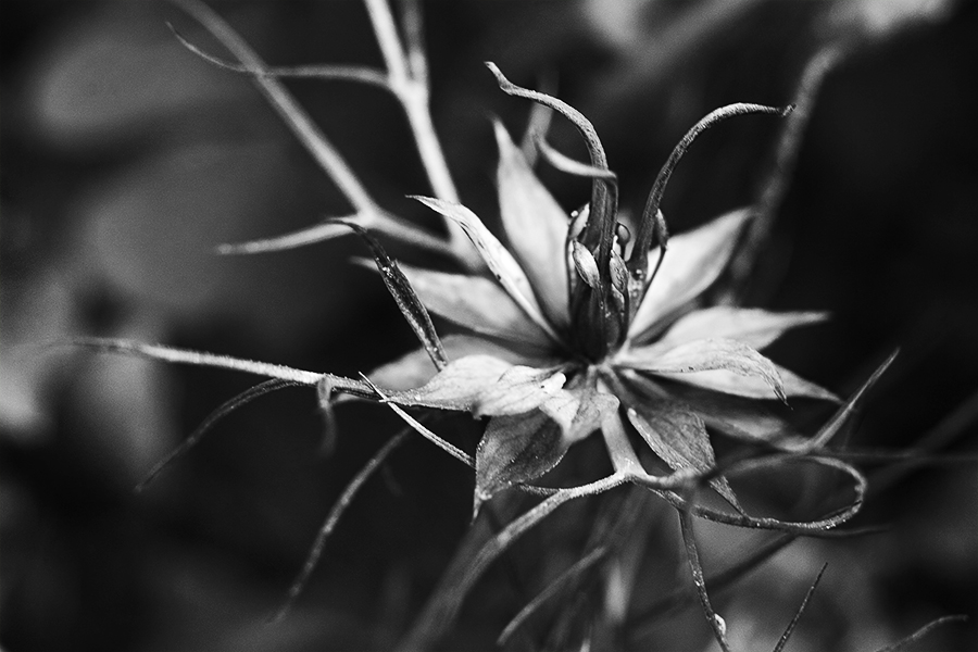 Nigella damascene