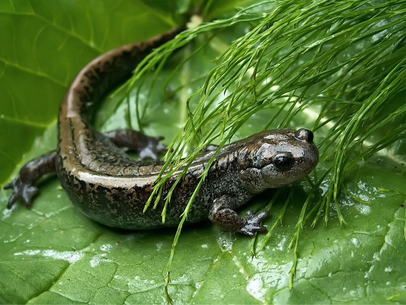 Саламандра