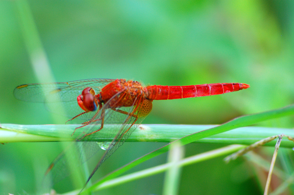 Red Helicopter