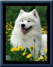 мой маленький дружёк