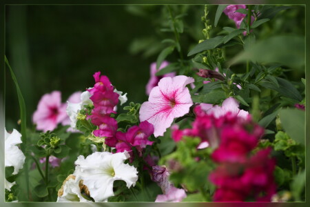 Цветочная композиция