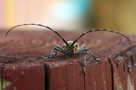 &amp;quot;тараканище&amp;quot;