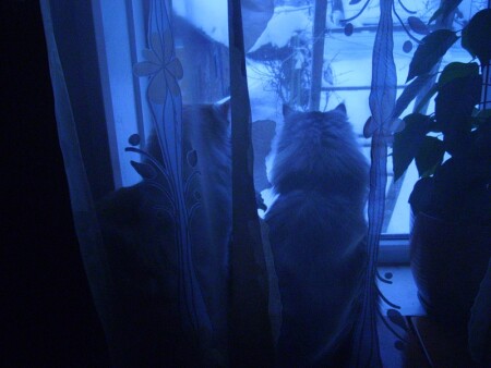 Зимний вечер.