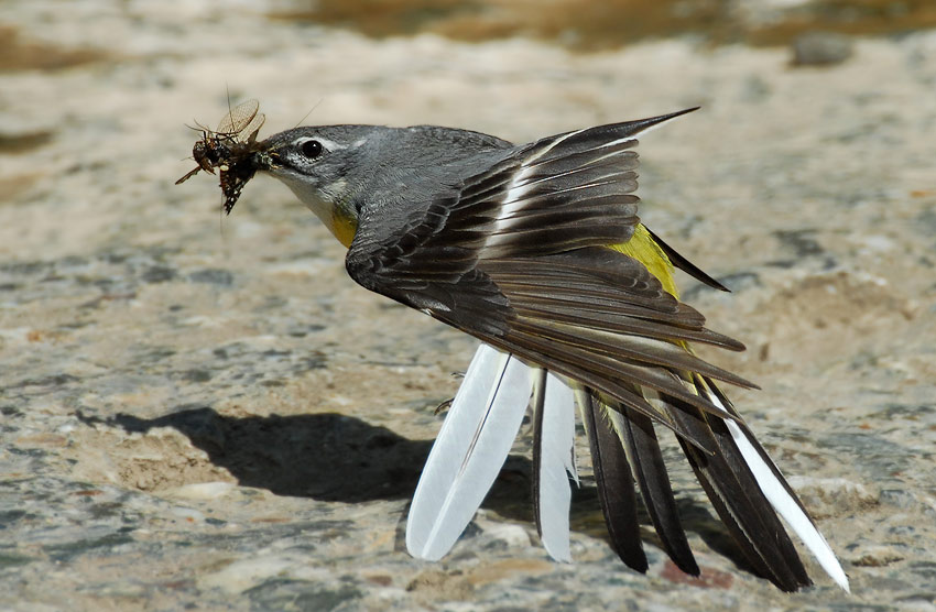 Горная трясогузка (Motacilla cinerea)