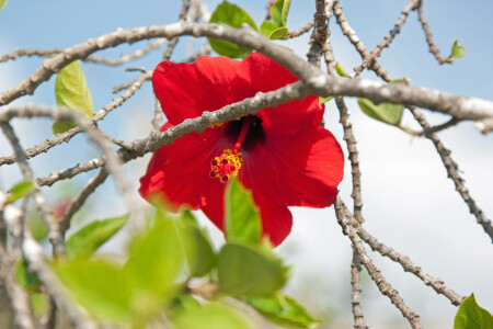 Flower